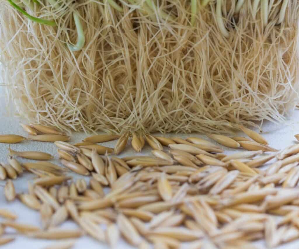 sprouted whole oats being grown as fodder for livestock