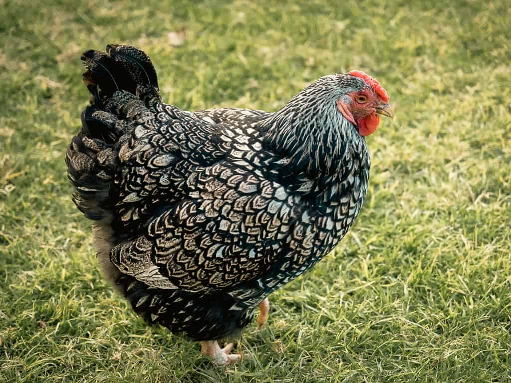 a double laced black and white wyandotte hen on pasture