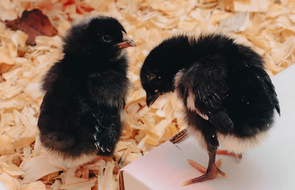 two australorp baby chicks in their brooder