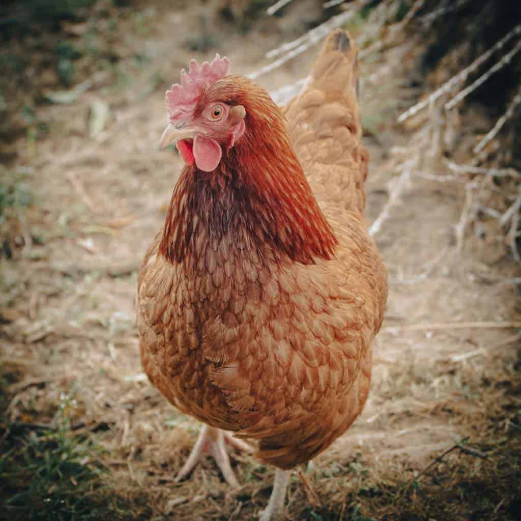 Cinnamon Queen {Egg Laying Machine!}