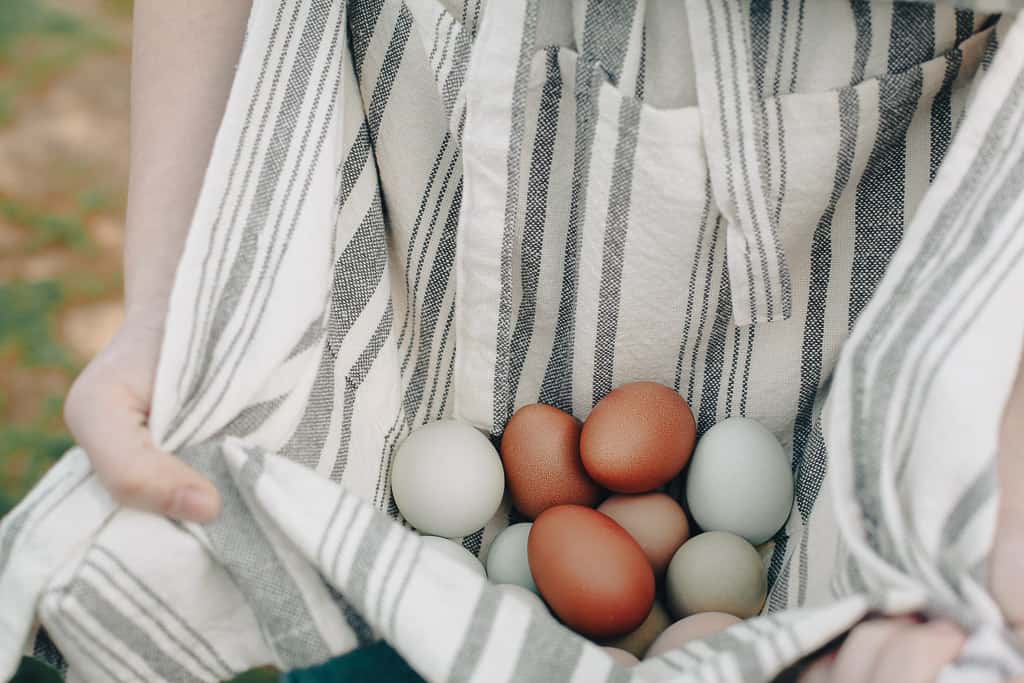 an apron full of different colored eggs
