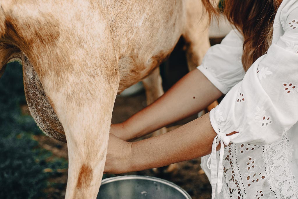 Woman's hands wearing an eyelet lace dress in white is milking a goat into a steel bucket