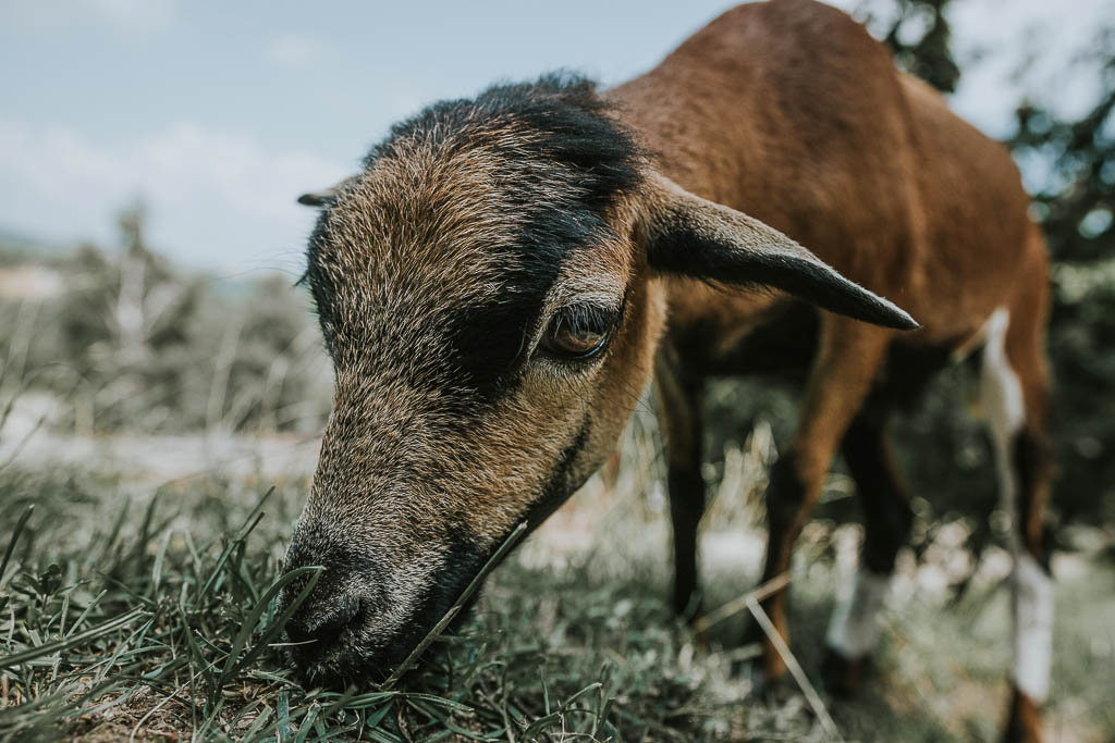 A brown and black Nubian goat grazes on pasture