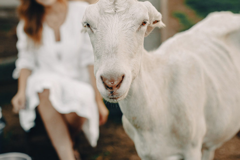 A white sanaan dairy goat in focus