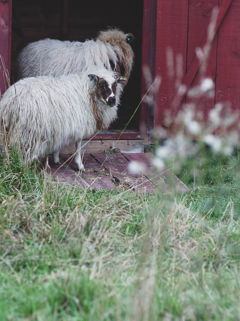 Two Icelandic ewes are standing in front of a red shed looking inside of it with curiosity.