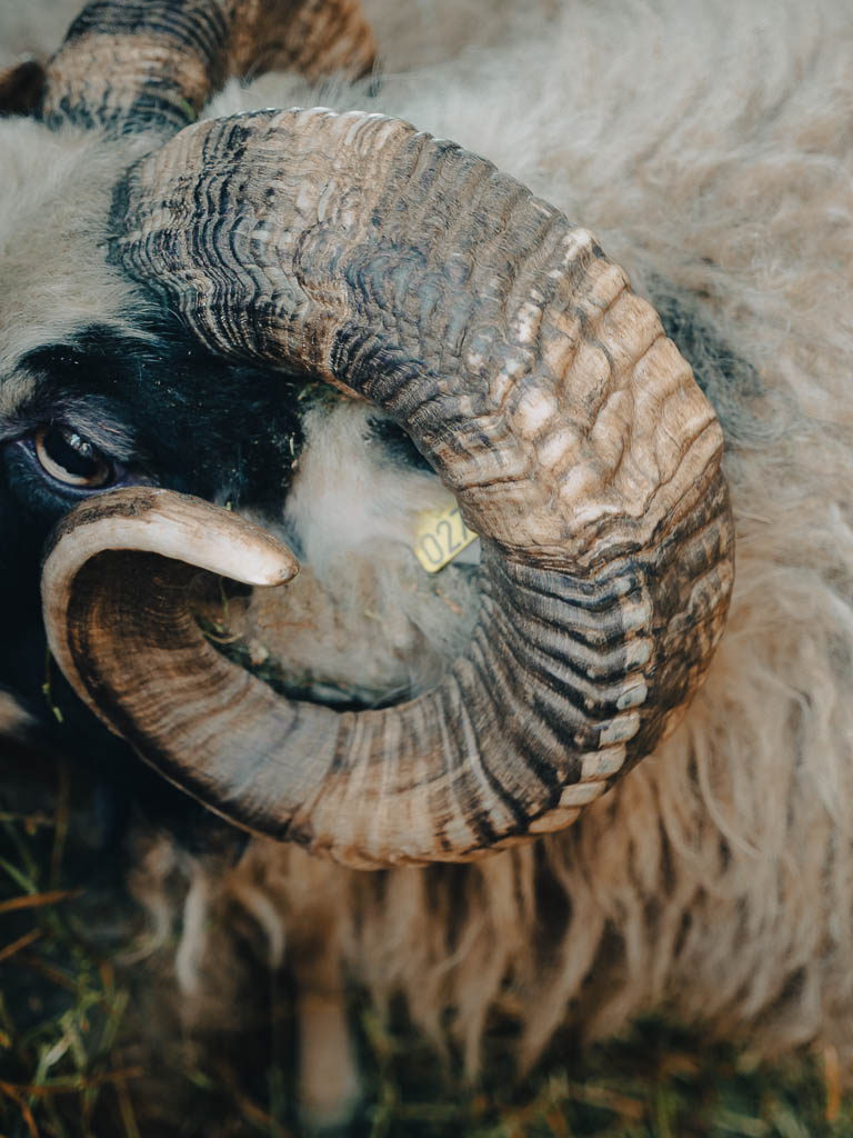 Close up of the large and curling black and white horns of a mature Icelandic ram.