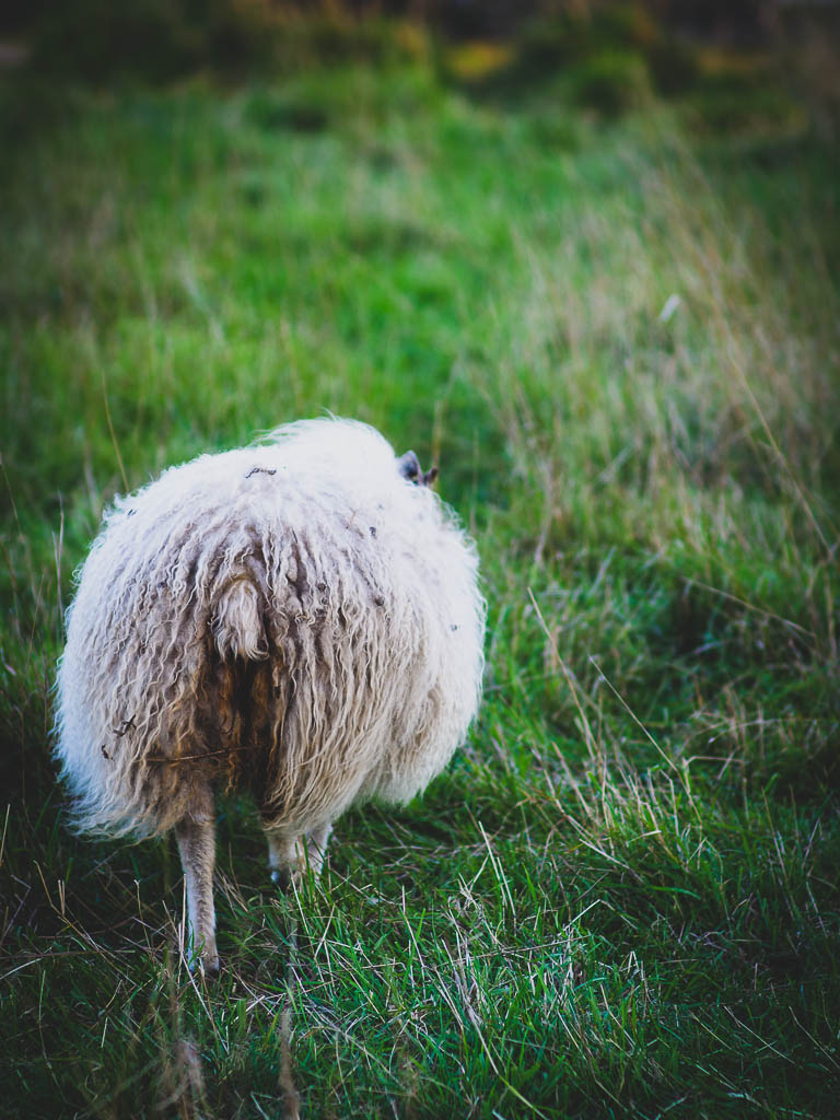 Backside of an Icelandic ewe as she grazes lush green pasture