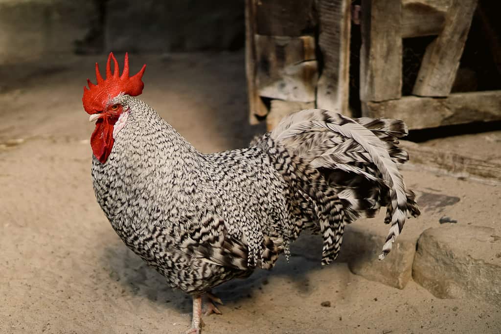 plymouth rock rooster inside his coop