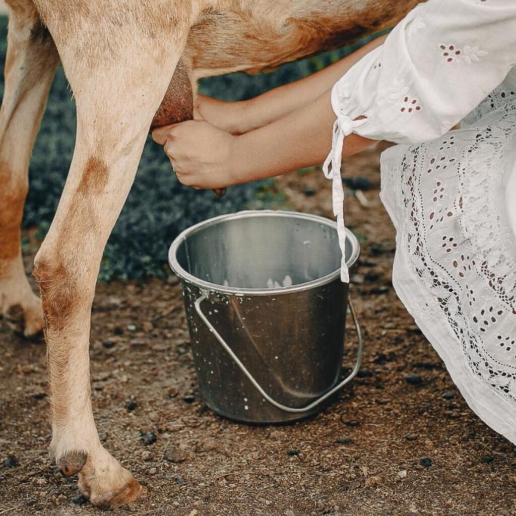 woman in white dress milking a dairy goat