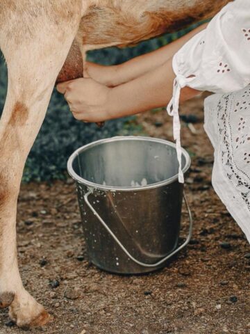 woman in white dress milking a dairy goat