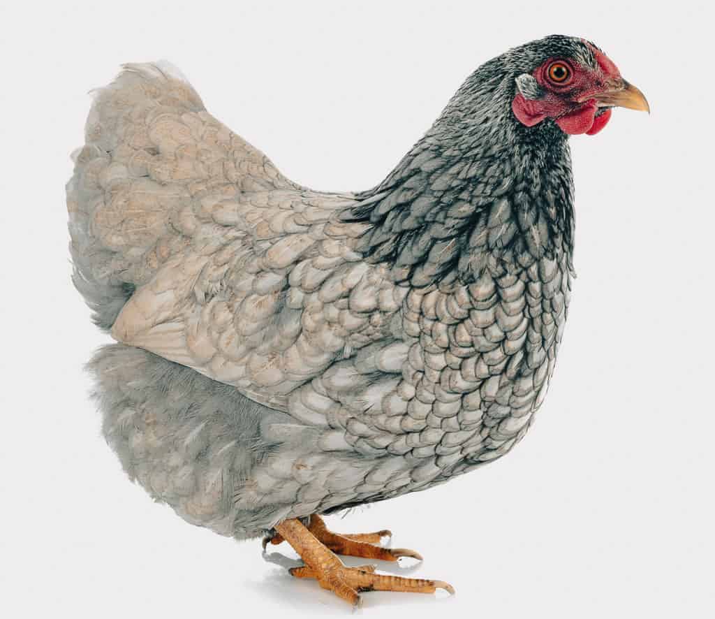 a silvery blue wyandotte hen isolated on a white background