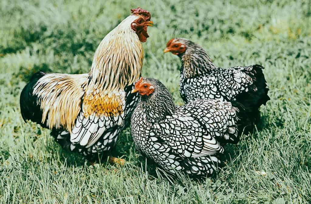 2 wyandotte hens and 1 rooster standing on pasture