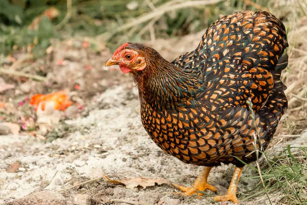 a golden brown and black laced wyandotte hen on pasture