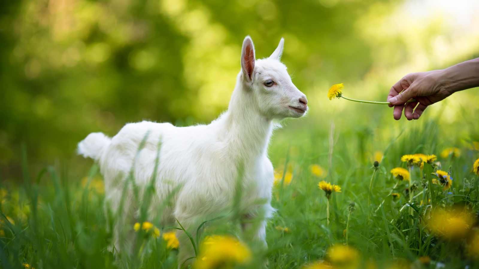 A white baby goat in profile stands in a lush green field in spring.