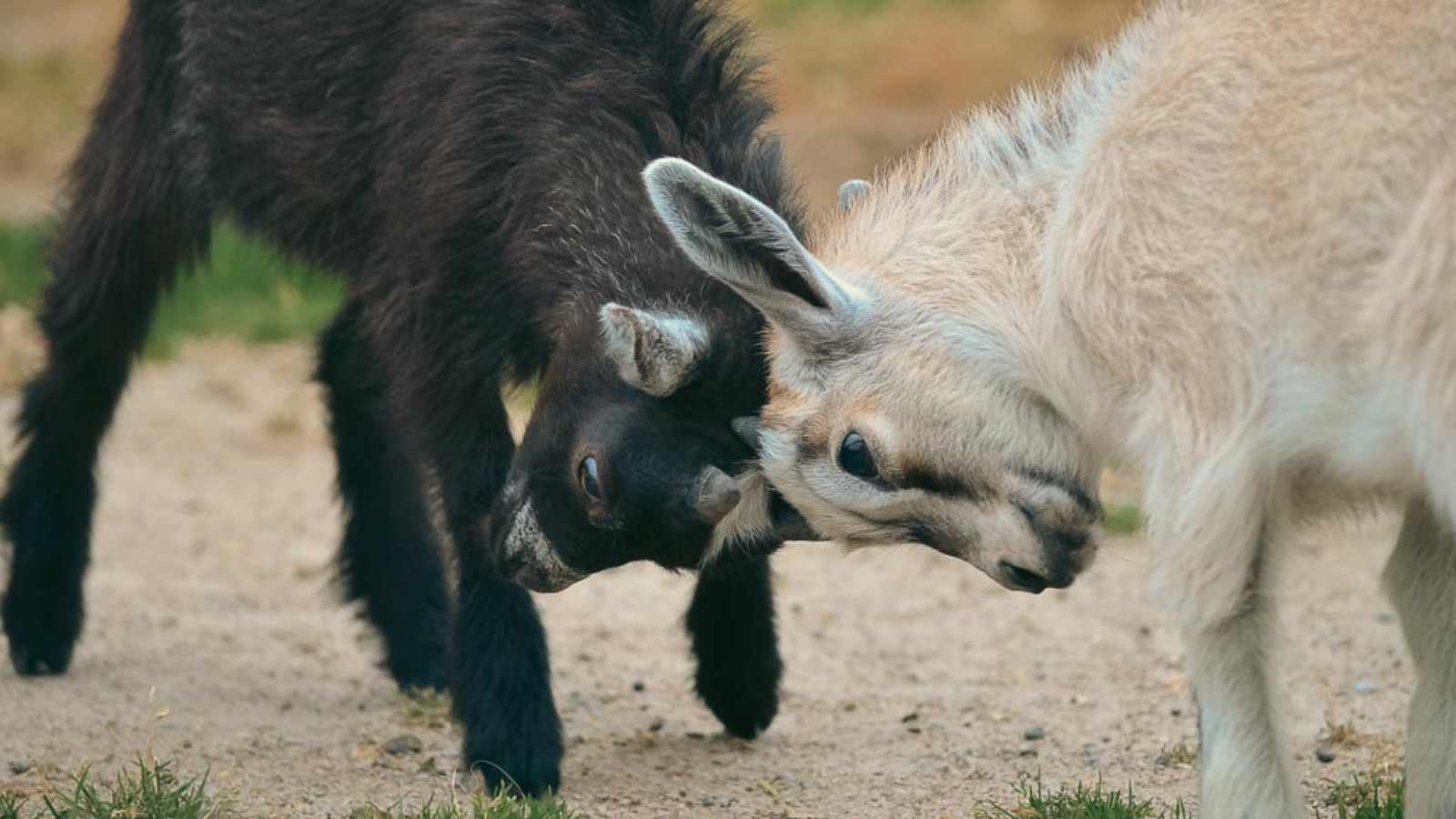 Two baby Nigerian goats play fighting.