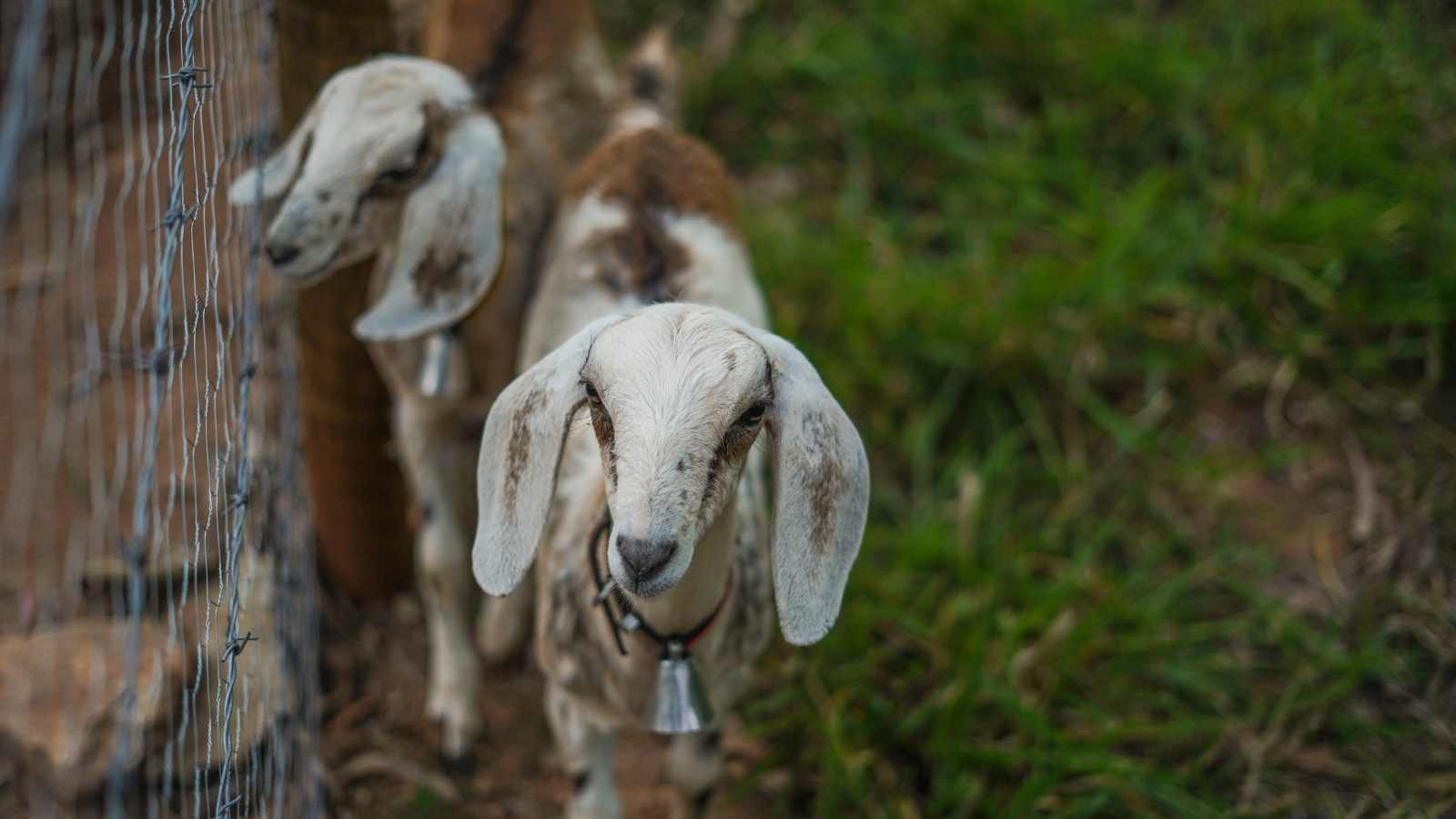 Two young Nubian goats stand and stare.