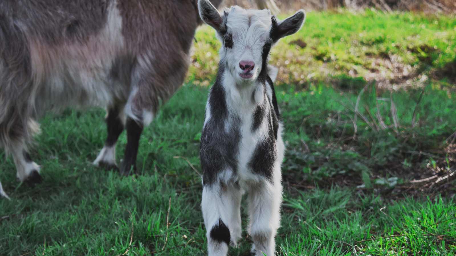 A young brown and white goat baby stares at the camera.