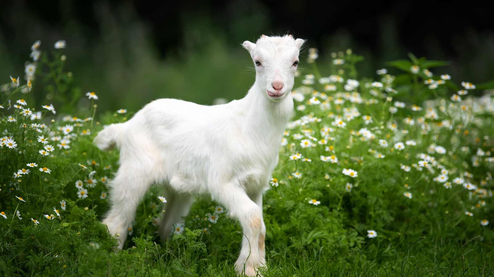 A white baby goat in profile stands in a lush green field in spring.