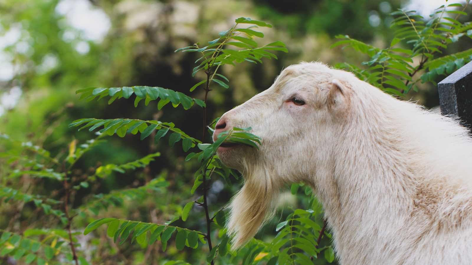 The head of a cream-beige-colored goat as it browses on forage.