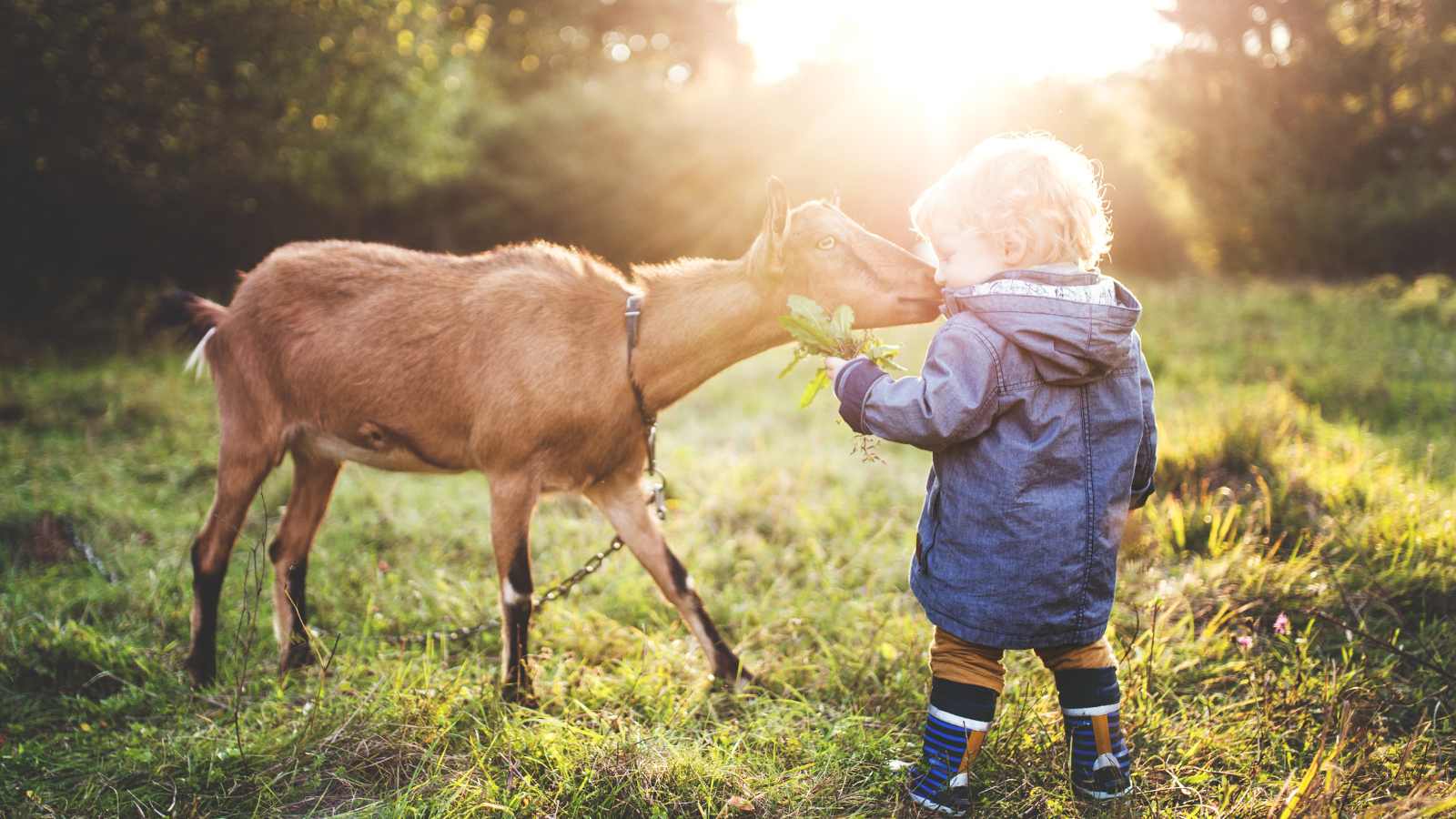 A blonde toddler boy pets a brown goat in a field.
