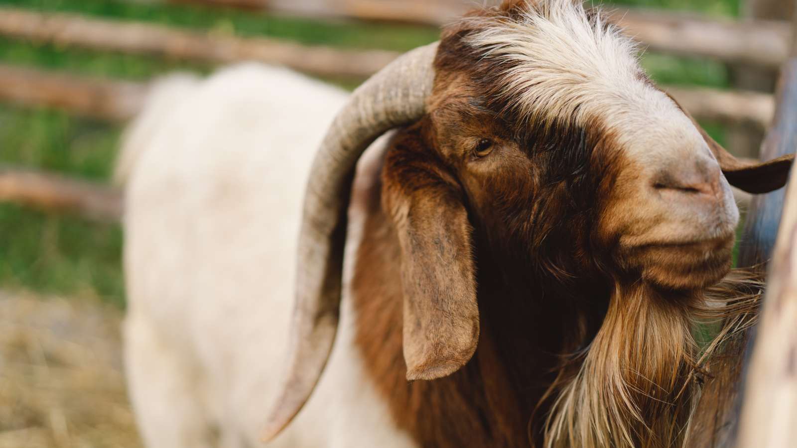 A brown and white Boer goat, a traditional meat breed.