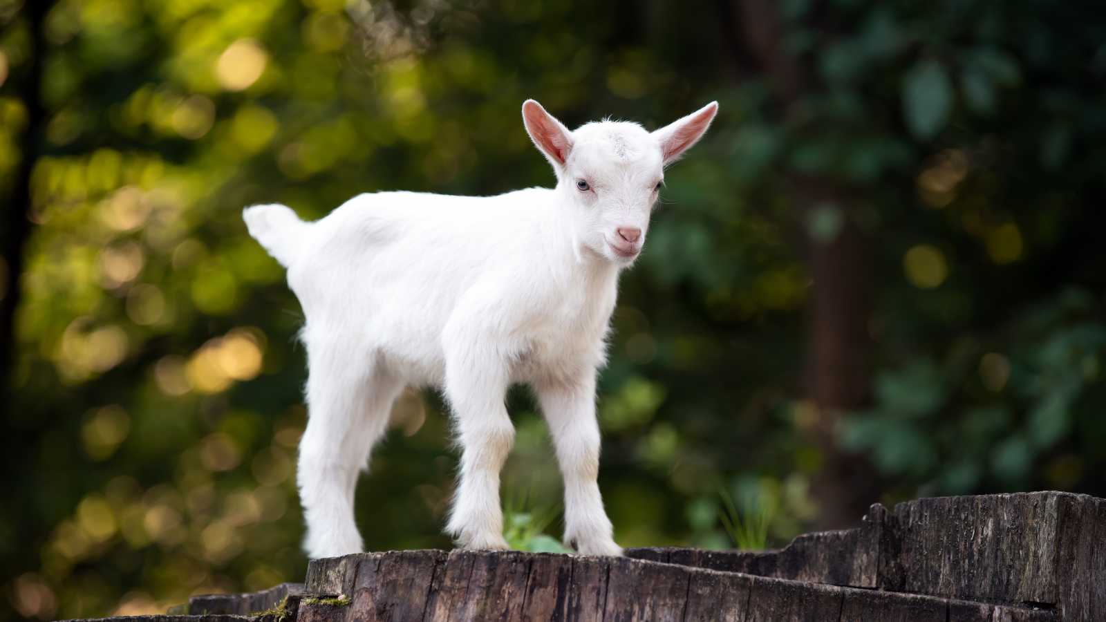 A very young, white baby goat stands on a tree stump.