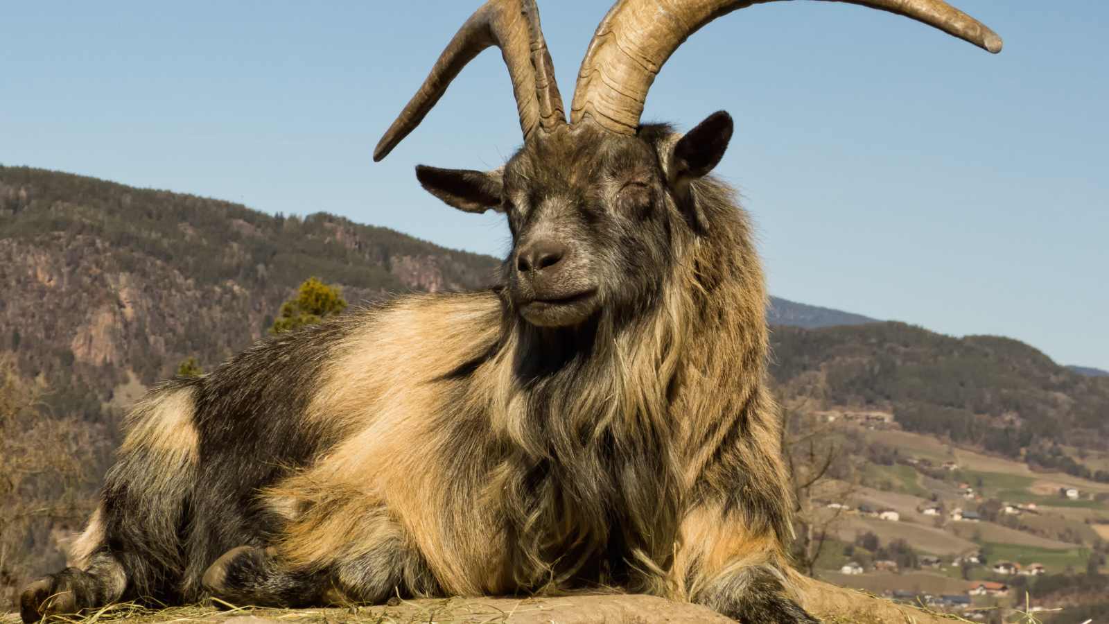A majestic male goat buck with long curved horns. He has long light brown and black hair.