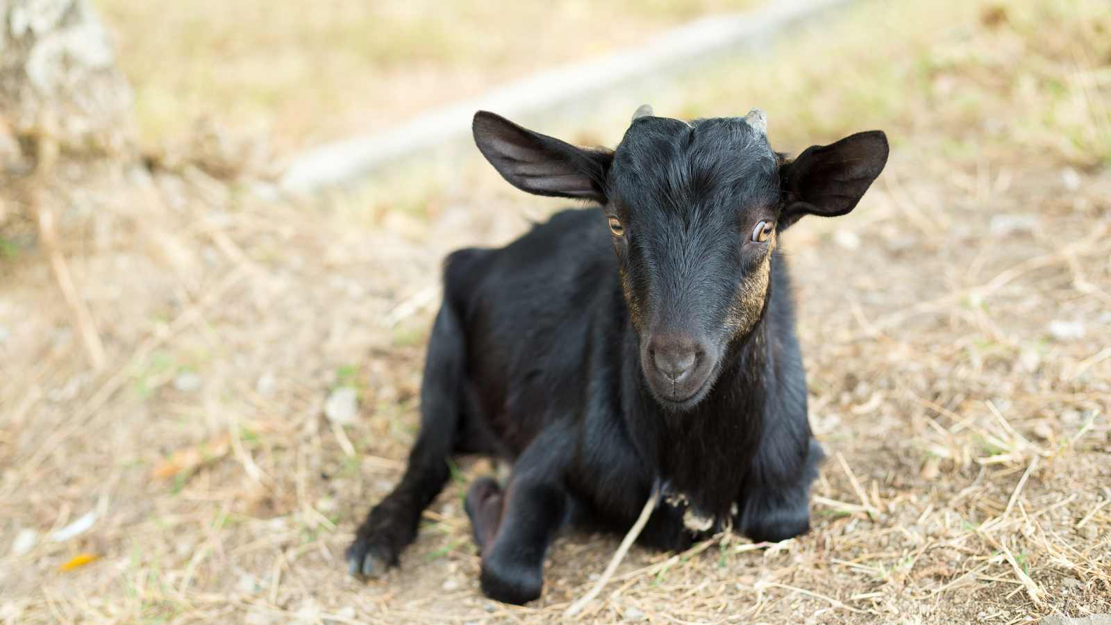 A black baby goat.