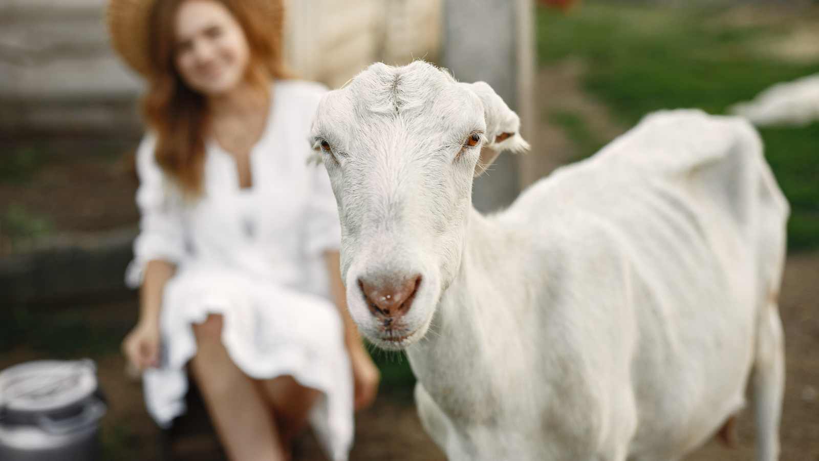 A white milk goat looks at the camera. A blurry dark-haired woman in a white dress is sitting and smiling in the background.