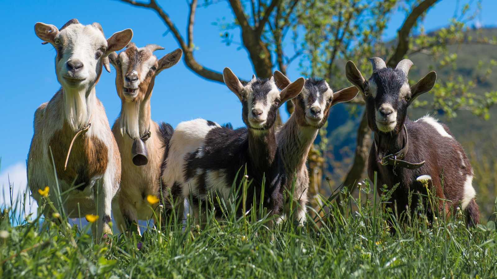 Five spotted goats of multiple colors stand and stare in a meadow.