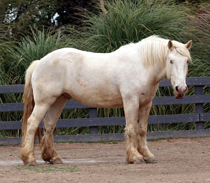 White american cream draft horse stands in a paddock on bare earth