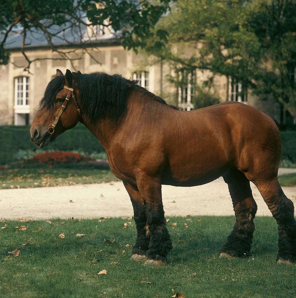 A brown Russian or Ardennes horse with a black mane stands in front of an elegant estate house on grass