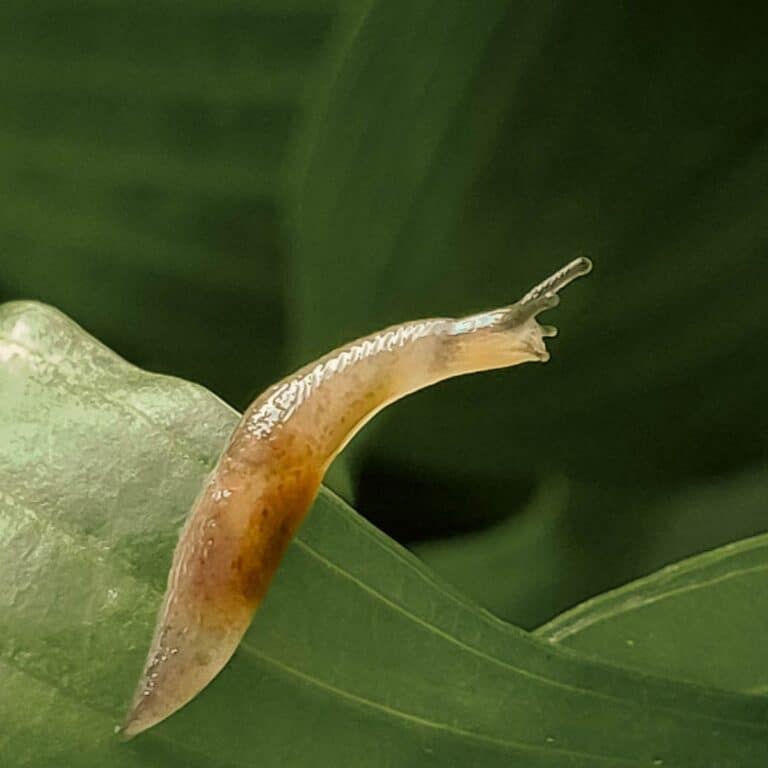 Are Slugs Good For Plants? {Preventation & Eradication}