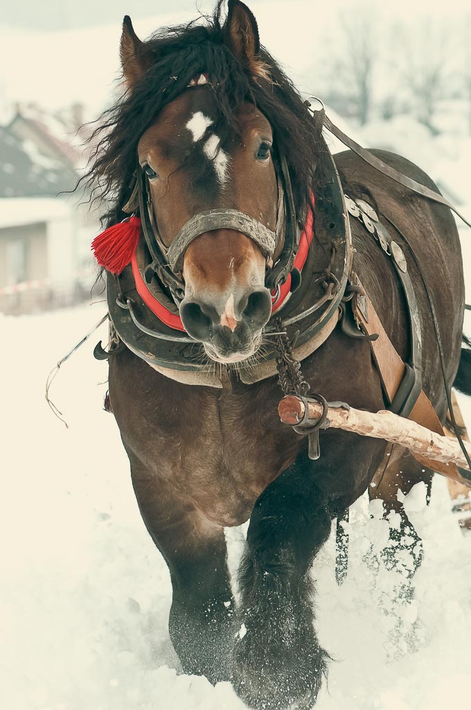 a brown australian draft horse hooked up to a sled in the snow
