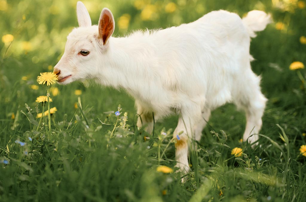 a small white baby goat kid eats a flower on a lush green pasture