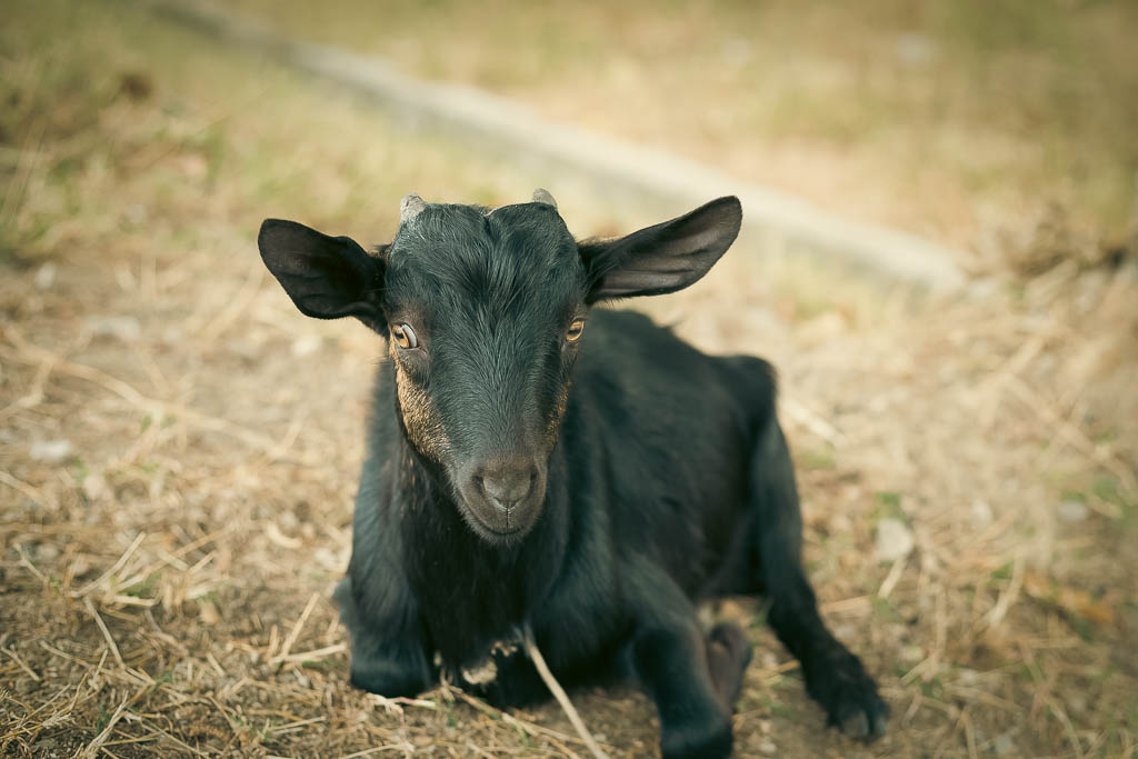 a small black baby kid goat laying down on brown grass