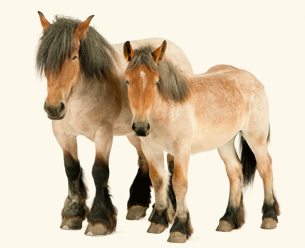 A beautiful cream and brown mare Belgian draft horse stands next to her foal of the same coloring
