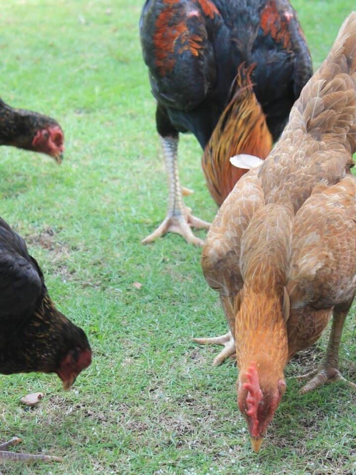 a flock of brown and black chickens eating on pasture