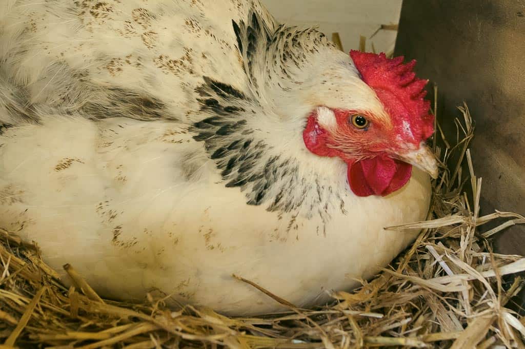 a black and white hen laying eggs in a nesting box