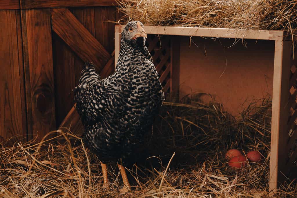 a speckled black and white hen stands next to a nesting box with three brown eggs inside