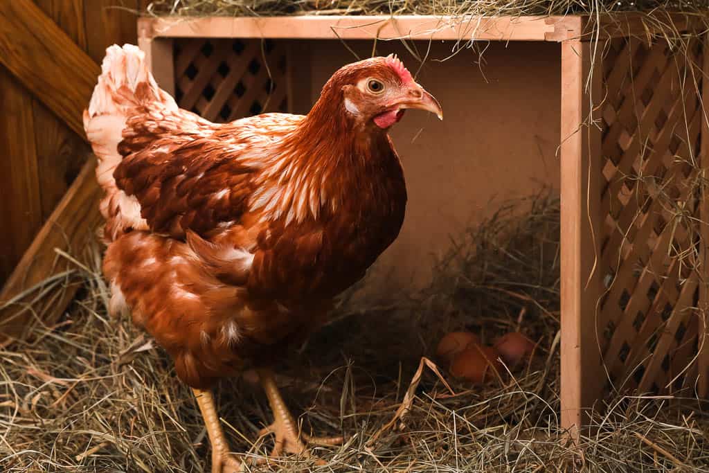 red hen stands next to three egss inside nesting box