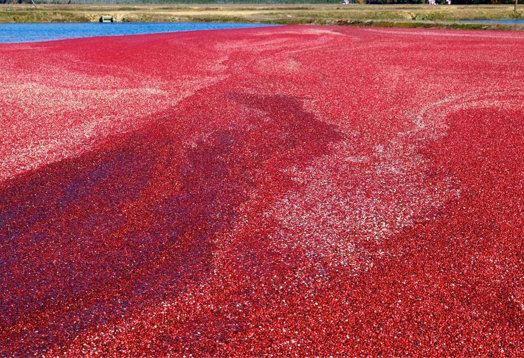 flooded bog of commercially farmed cranberries