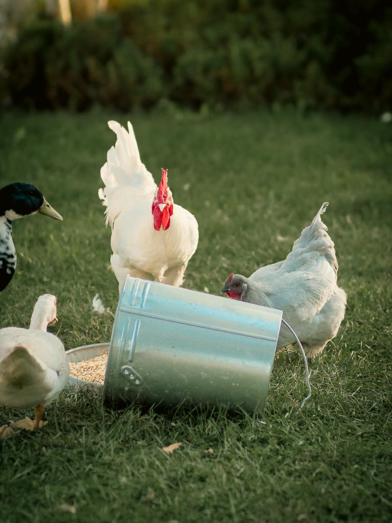 a bresse rooster next to an orpington hen and some ducks eating together from a metal bowl on pasture