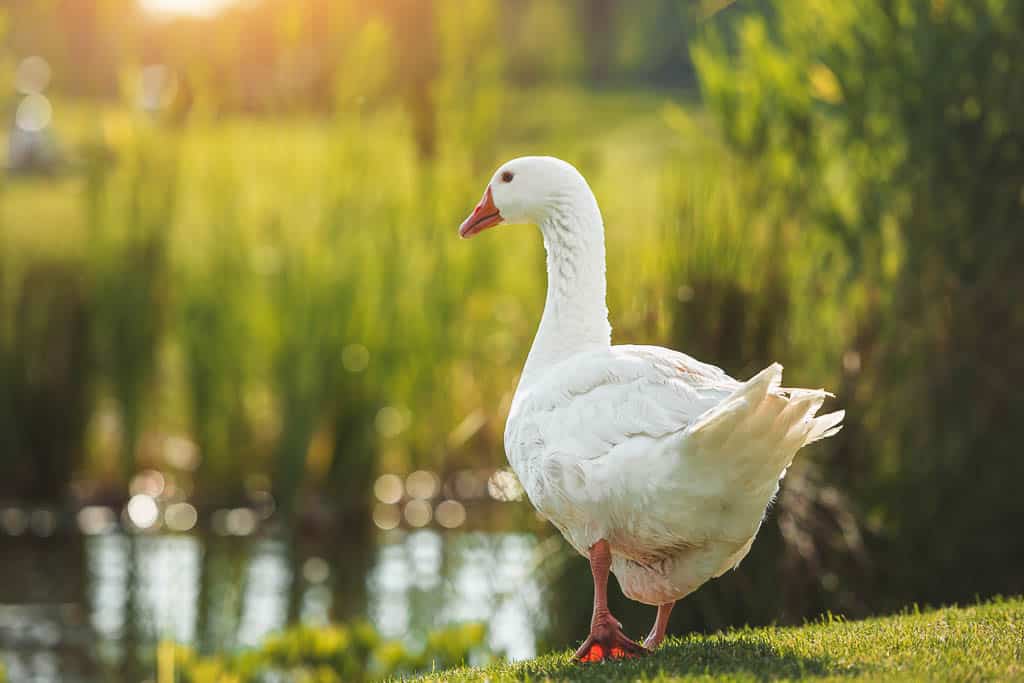 An Emden goose stands next to a pond