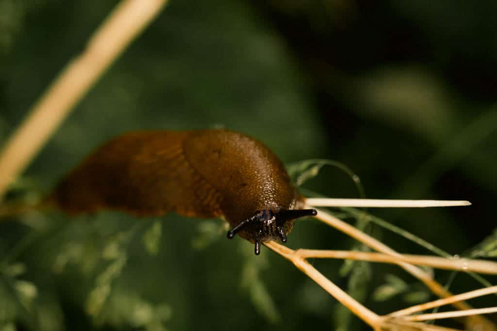 slug crawling up herbs