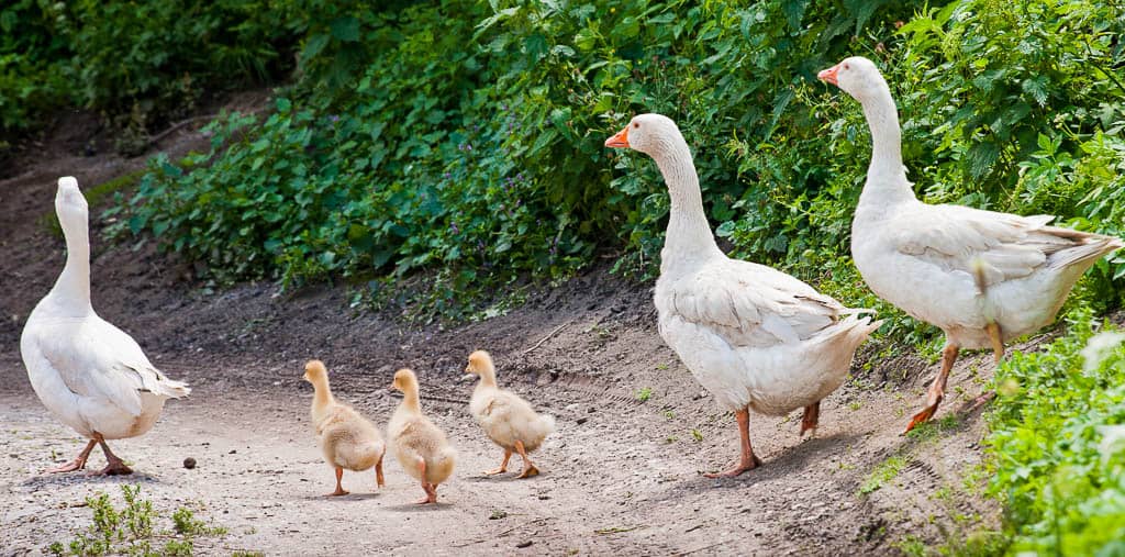 A breeding trio of adult geese go for a walk with 3 goslings