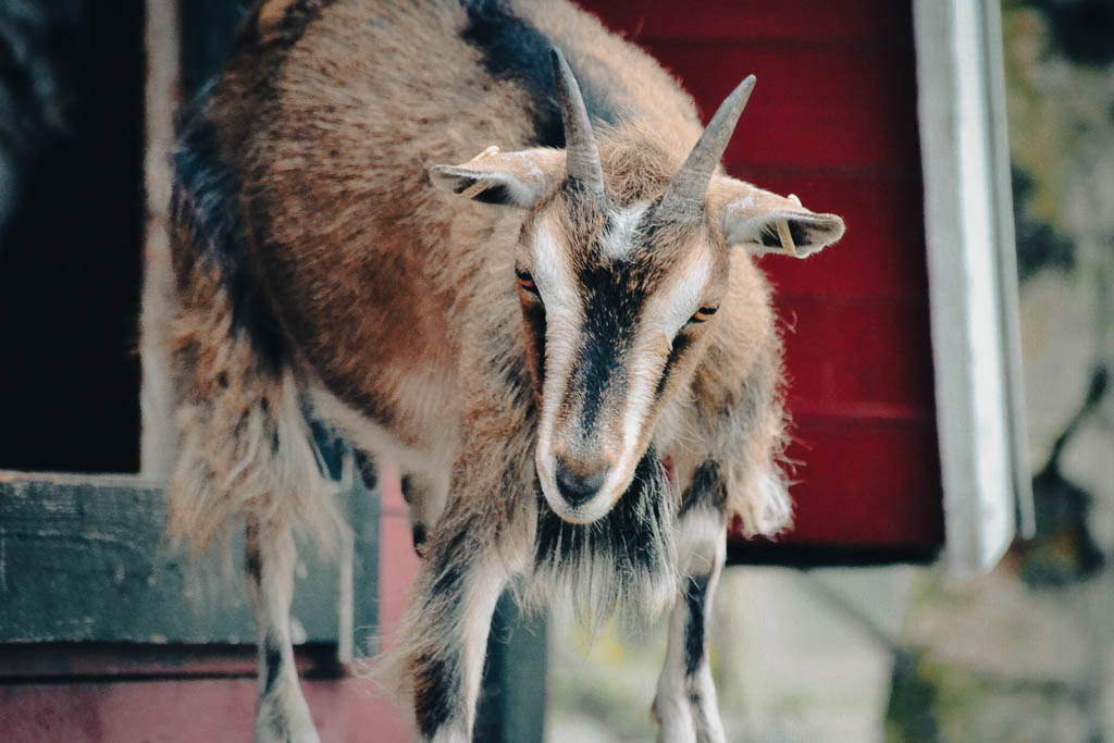 a brown and white goat with horns stands in front of his goat shed