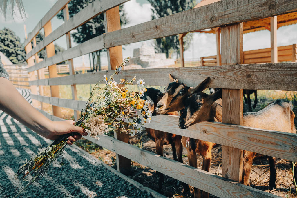 Goats sticking their heads through a white picket fence.