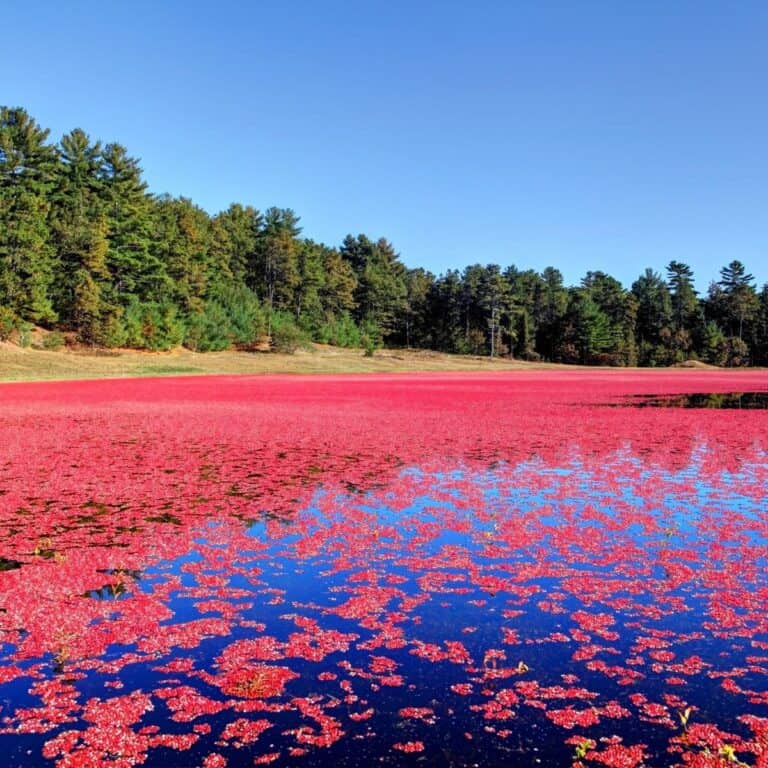 flooded bog in forest of red cranberry fruit berries