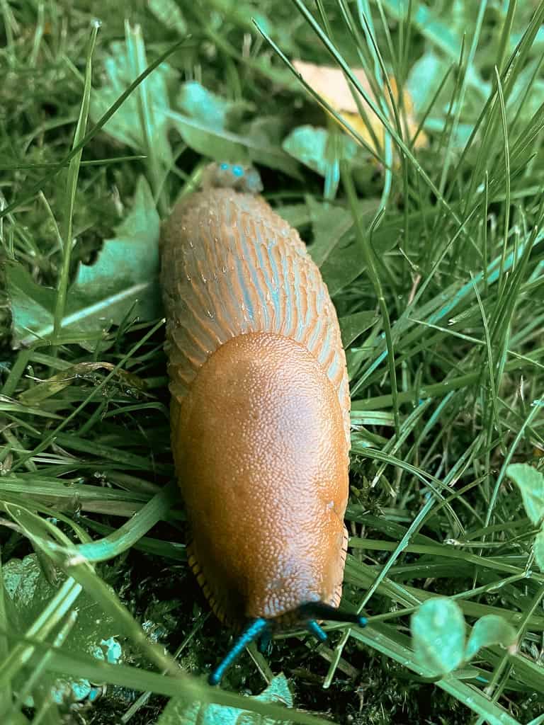 large beige slug on grass